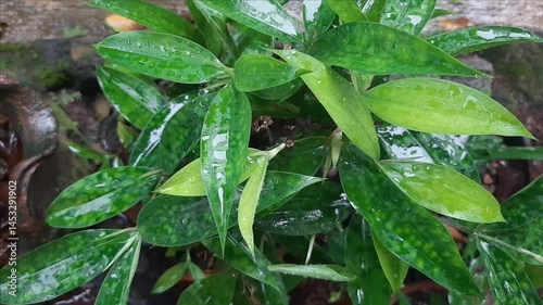wet leaves, leaves in the rain
