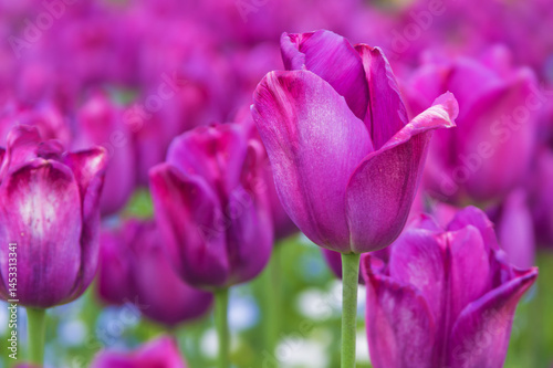 チューリップの花畑（紫色）のアップ