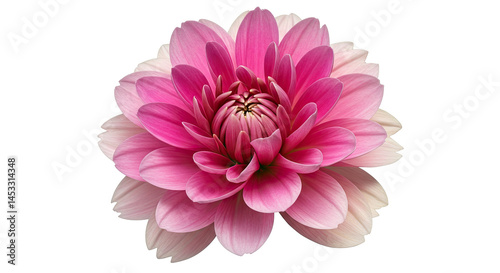 Blush Pink Dahlia in Full Bloom