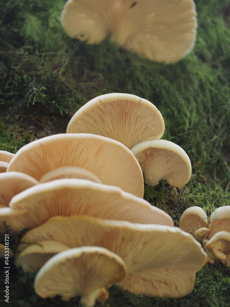 Mushrooms in the Forest