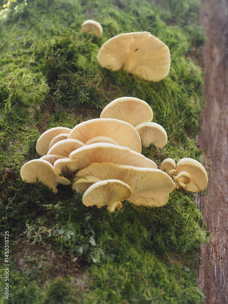 Mushrooms in the Forest