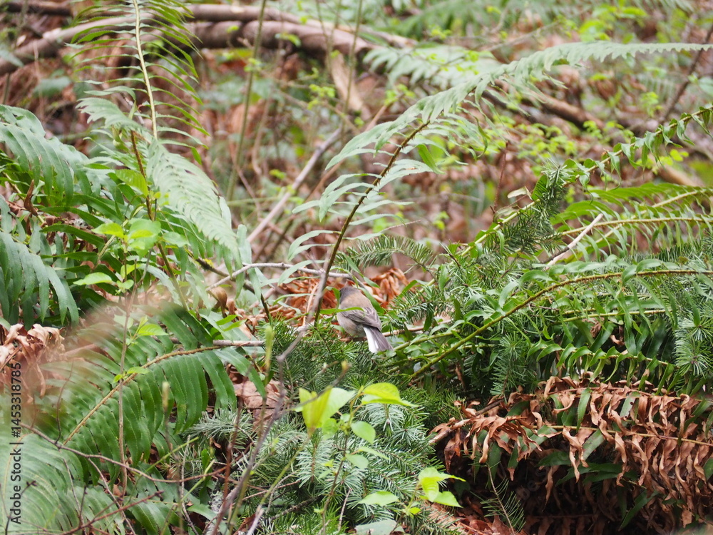 Bird in the Forest