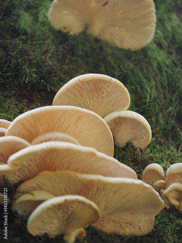 Obraz na płótnie Mushrooms in the Forest w salonie