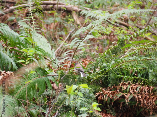 Obraz na płótnie Bird in the Forest w salonie
