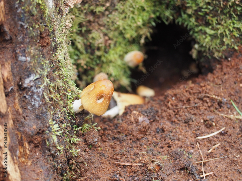 Mushrooms in the Forest