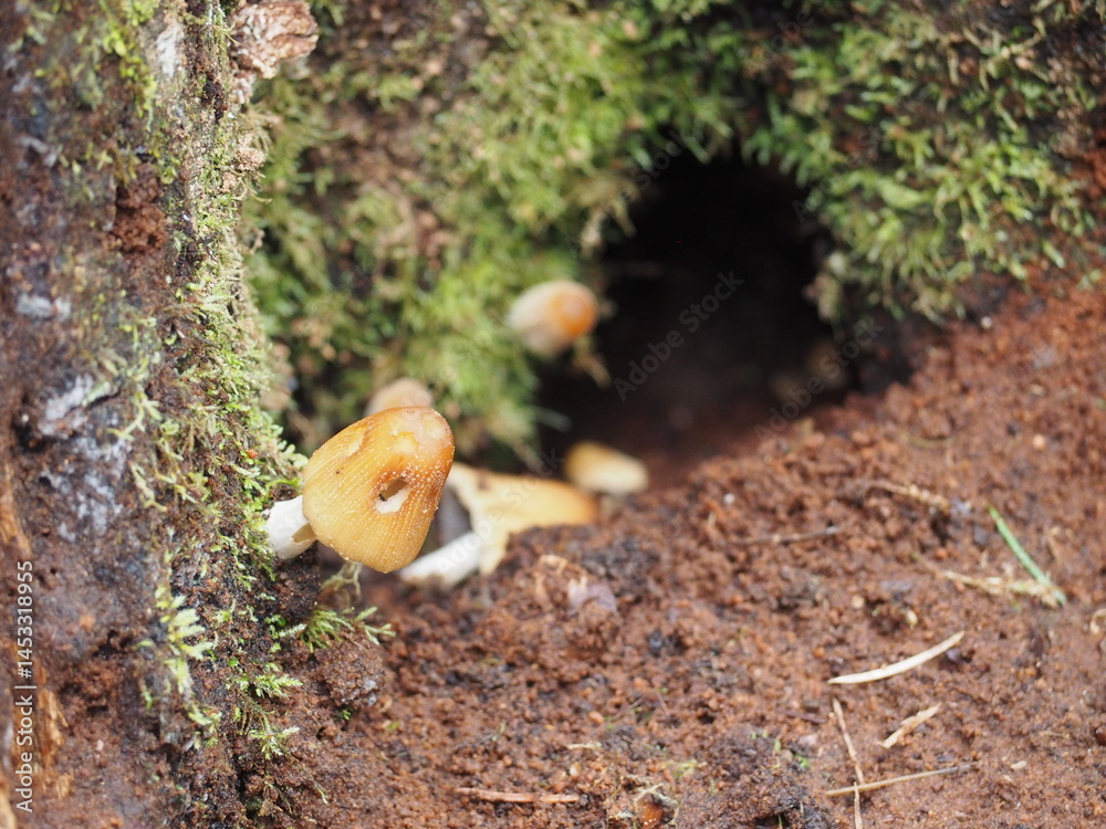 Mushrooms in the Forest