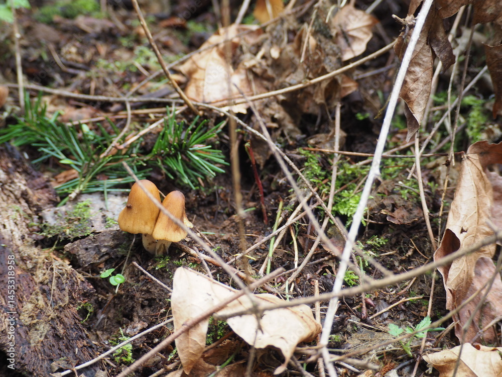 Mushrooms in the Forest