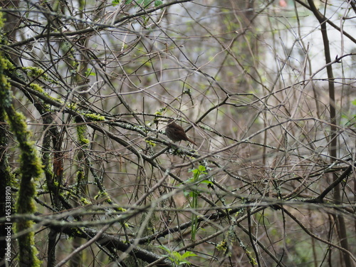 Bird in the Forest