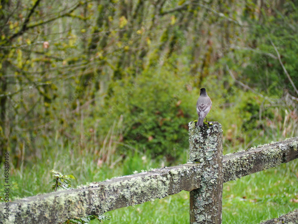 Bird in the Forest