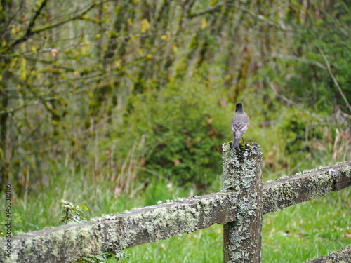 Obraz na płótnie Bird in the Forest w salonie