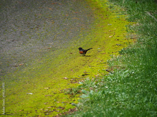 Obraz na płótnie Bird in the Forest w salonie