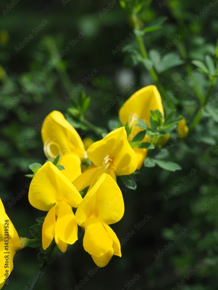Yellow Flowers in the Forest