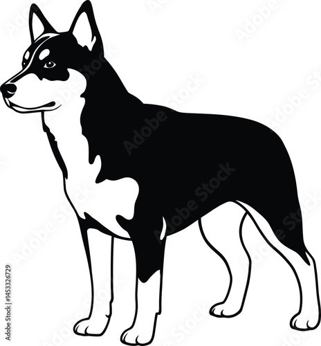 Black and white Shiba Inu dog standing in profile isolated on white background with clear silhouette and contrast 