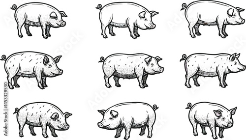 Pig illustrations in various poses detailed black and white hand drawn style farm animal vector collection 