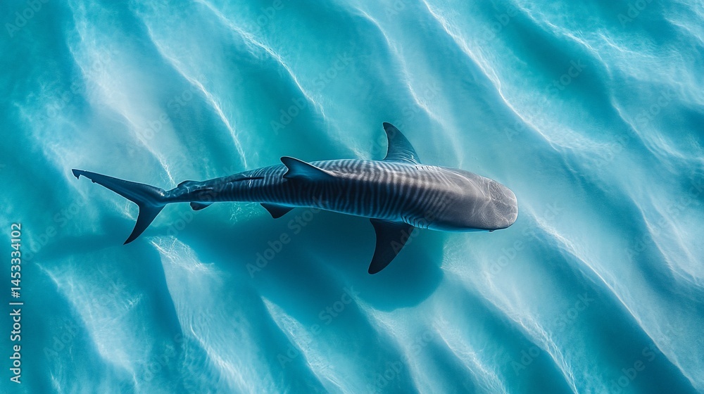 custom made wallpaper toronto digitalShark swims through sunlit, clear tropical waters, overhead view on sandy seafloor