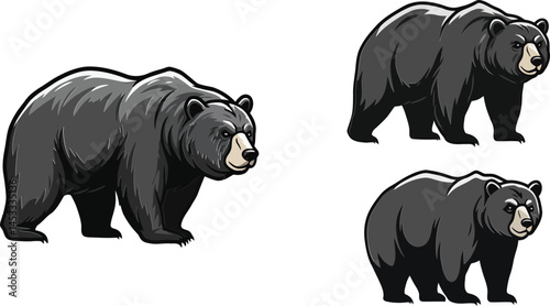 Black bear standing and walking in natural poses wildlife animal vector illustration 
