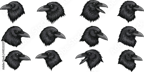 Raven bird head profile set with various expressions and angles in black detailed vector illustration 