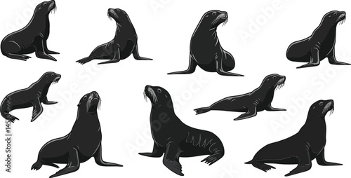 Collection of sea lion silhouettes in various poses vector illustration for wildlife design and nature themes 