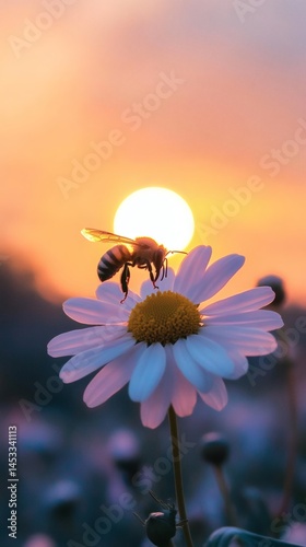 Honeybee on daisy flower at sunset nature photography floral bee insect wildlife summer garden pollination nectar