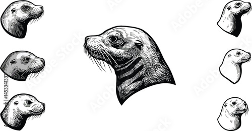 Walrus Vector Set Featuring Various Walrus Poses in Black and White Illustration Style for Wildlife Design 