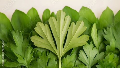 Lush green foliage a single large leaf in center surrounded by smaller leaves