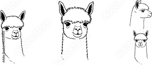 Llama animal vector set with multiple poses for natural wildlife illustration and design elements 