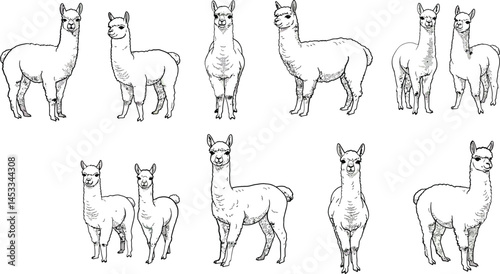 Llama Heads and Full Body Hand Drawn Sketches Set with Ribbon Banners Vector Illustration