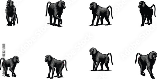Baboon vector illustrations showing different poses and angles of baboons in natural standing and sitting positions 