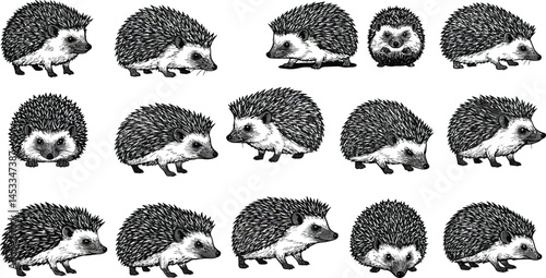 Hedgehog set with twelve different black and white hand drawn spiny mammals vector illustration for natural wildlife design 