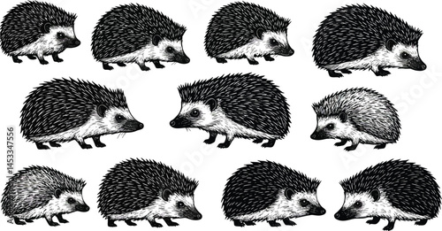 Badger animal wildlife sketch vector illustration in black and white detailed drawing style 