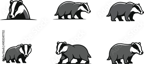 Badger animal vector illustrations showing different walking poses in black and white style 