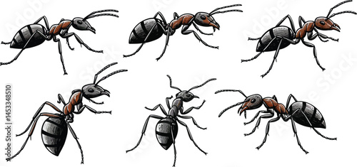 Ant insects six different realistic views detailed vector illustration of black and brown ants crawling and standing 