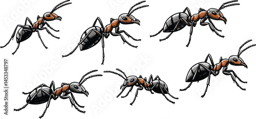 Ant heads detailed vector illustration showing three different angles of the insects head for educational or graphic design use 