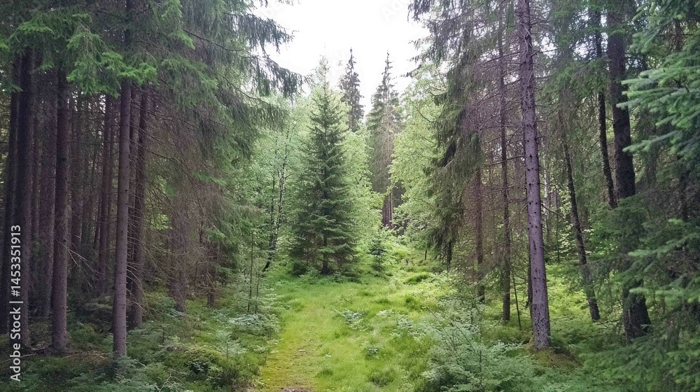 Fototapeta premium Lush green forest path through dense woodlands, natural environment