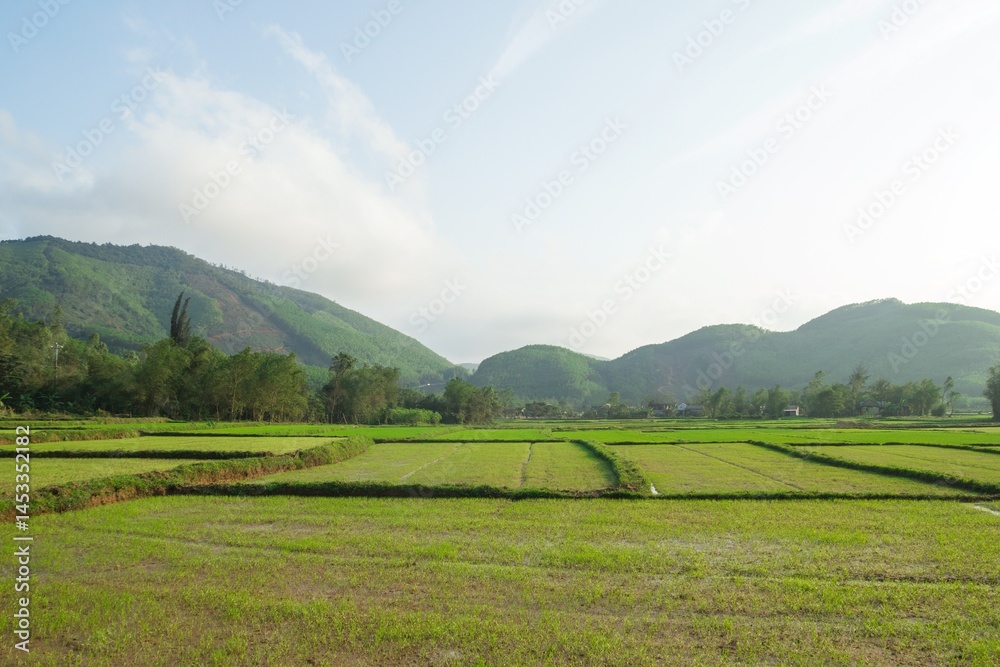 Obraz premium View of Vibrant Green Paddy Fields with Majestic Mountains Beneath a Clear Blue Sky. Hue, Vietnam.