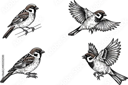 Wallpaper Mural Sparrow bird silhouettes in various flying and perched positions vector illustration set natural wildlife theme  Torontodigital.ca