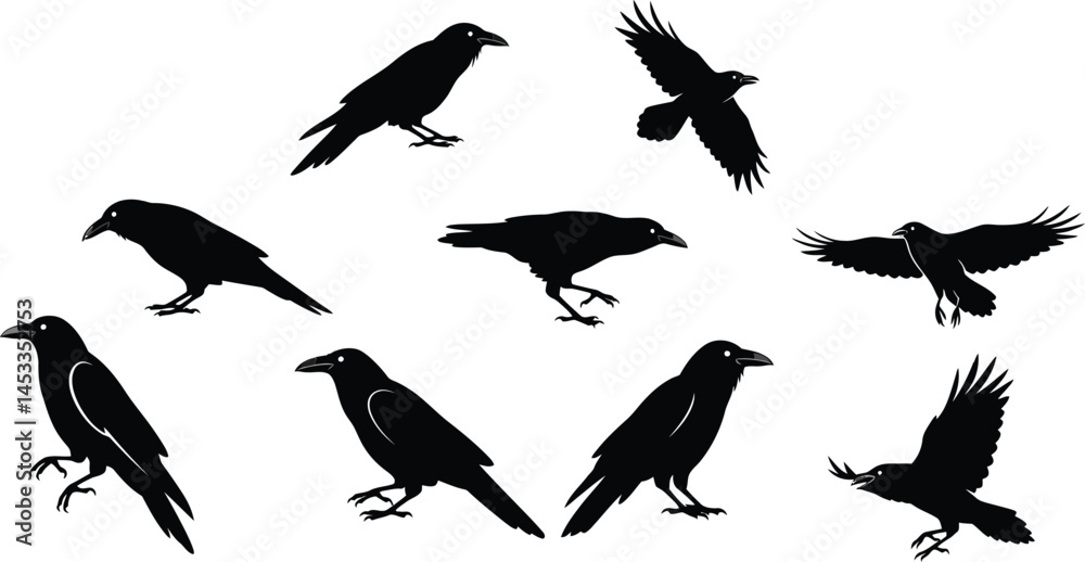 Fototapeta premium Black Raven Birds Flying and Perching Silhouettes Vector Illustration in Various Poses 