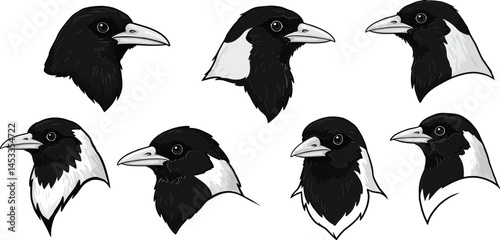 Black and white hooded crow head illustrations in various angles detailed vector set 