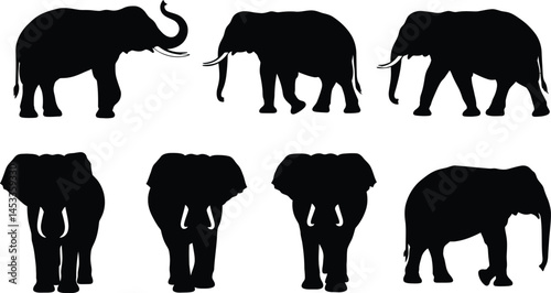 Elephant silhouettes set in black vector illustration showing various poses and angles of elephants in simple style 