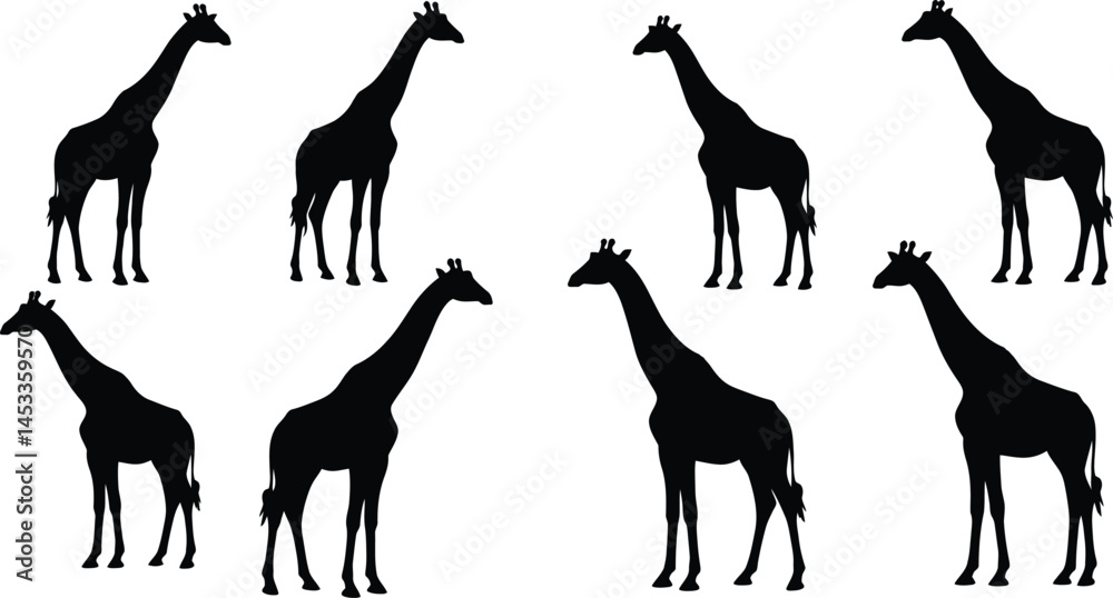 Naklejka premium Silhouettes of giraffes standing and walking in different poses vector illustration 
