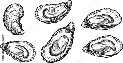 Oyster shell vector illustration with detailed engraved style seafood design elements for culinary and marine themes 