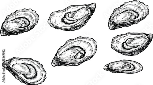 Detailed hand drawn oyster shell collection vector illustration with natural textures and contours for marine life and seafood designs 