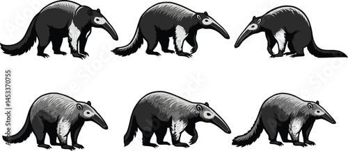 Giant anteater walking and standing in multiple poses vector illustration with black and grey colors 