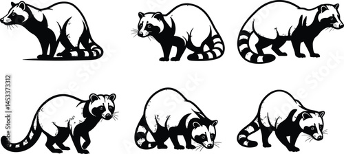 Raccoon animal vector set showing different poses and silhouettes in black and white style for wildlife design and illustration 