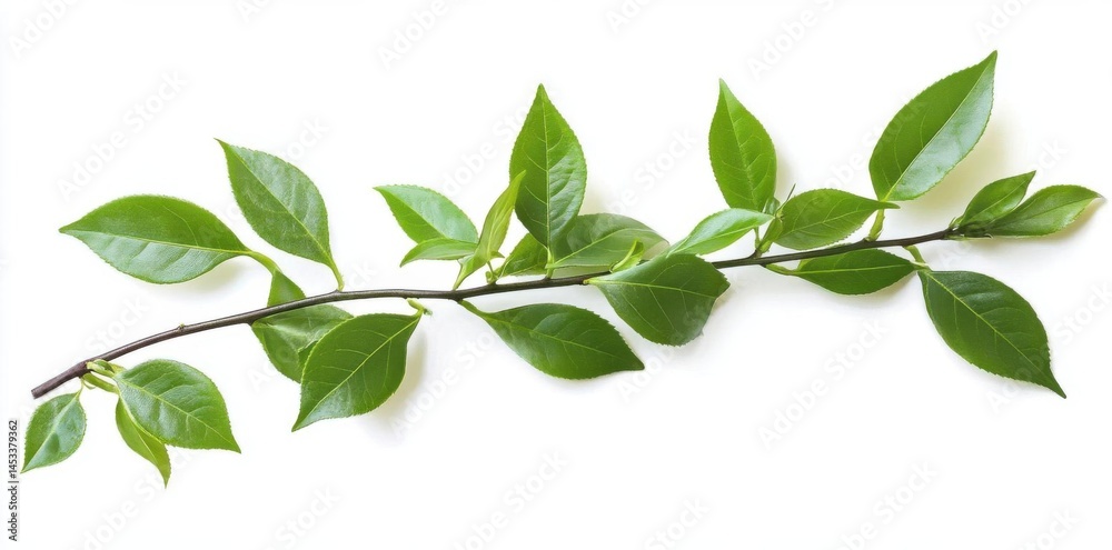 Showcase Branch with fresh Green Leaves on a Simple White Background Showcase Branch with fresh Green Leaves on a Simple White Background