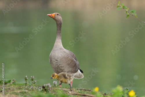 Canvas Print Greylag geese or graylag geese - Anser anser adult and gosling on ground at green background