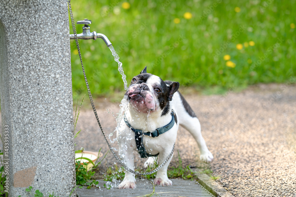 On a summer morning in a park with blooming hydrangeas, a Japanese woman in her 30s walks two French Bulldogs. She gives them water, surrounded by flowers and trees in the quiet early summer light.