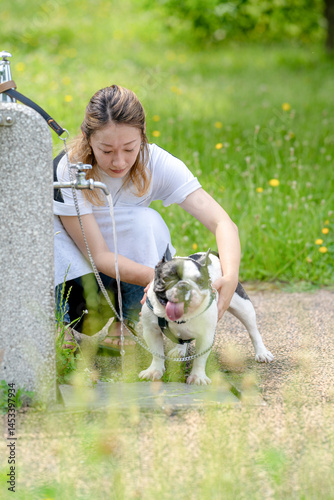 Obraz na płótnie On a summer morning in a park with blooming hydrangeas, a Japanese woman in her 30s walks two French Bulldogs. She gives them water, surrounded by flowers and trees in the quiet early summer light. w salonie