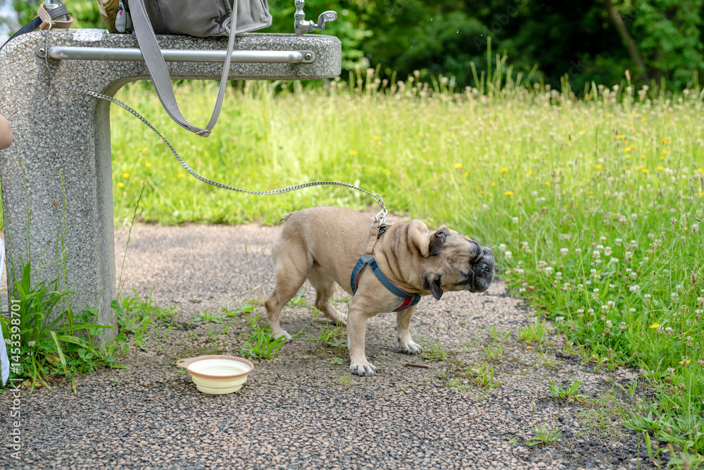On a summer morning in a park with blooming hydrangeas, a Japanese woman in her 30s walks two French Bulldogs. She gives them water, surrounded by flowers and trees in the quiet early summer light.