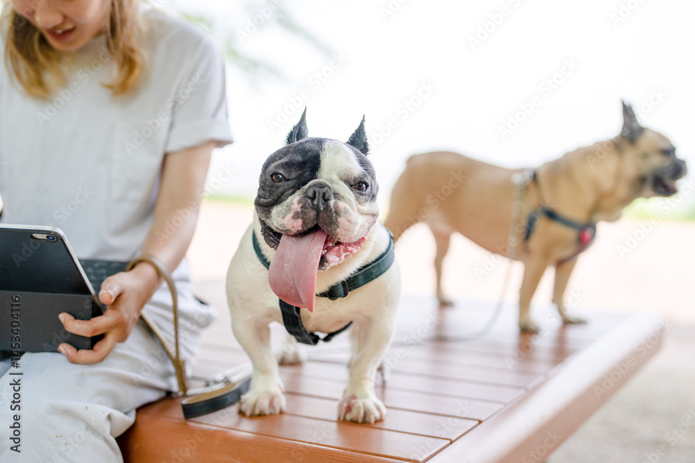 On a summer morning in a park with blooming hydrangeas, a Japanese woman in her 30s walks two French Bulldogs. Sitting on a bench, they share a moment, surrounded by flowers and early summer greenery
